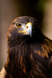 Close-up of an eagle with striking yellow eyes and brown plumage in its natural habitat, Golden