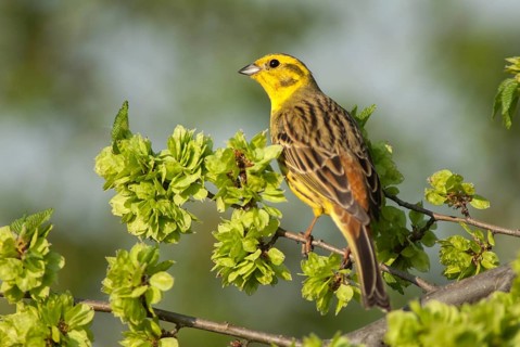 Emberiza citrinella, goldammer, yellowhammer, birds, male, passeri, songbirds, birds