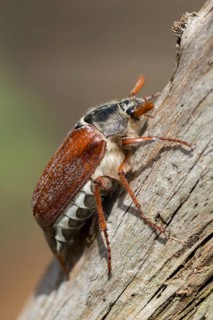 Leaf horn beetle, field may beetle, common may beetle, may bug, melolontha melolontha,