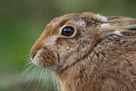 European brown hare (Lepus europaeus) adult animal head portrait, England, United Kingdom