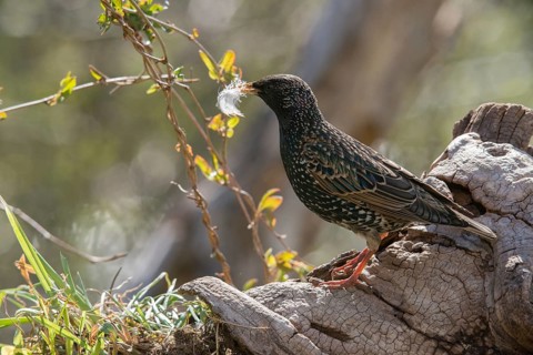 Star, Starling, Sturnus Vulgaris, Birds, Feather, Nest Building, Passeri, Songbirds, Birds