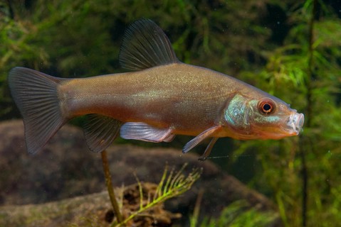 Schleie, Tench, Tinca Tinca, Doctor Fish, Fishes, Pisces