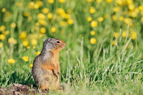 Columbia ground squirrel (Urocitellus columbianus, Spermophilus columbianus), juvenile in a flower