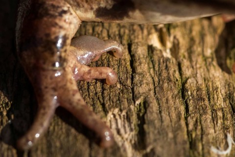 Agile frog, rutting calluses, estrus calluses, nuptial pad, mating calluses, rana dalmatina,