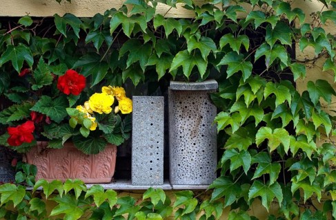 Hymenoptera, insects, insects, insect wood, nesting aid, nesting wood, wild bees