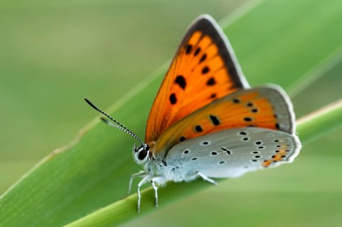 Large moth, large copper, lycaena dispar, butterfly, insects, butterfly, butterflies