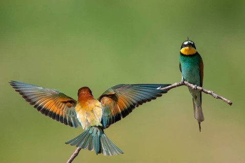 Bee-eaters, bee-eaters, coraciiformes, merops apiasters, birds, Bulgaria, leo, meropidae, spider,