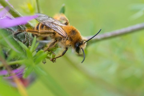 Apidae, bees, brown-breasted trouser bee, dasypoda altercator, dasypoda hirtipes, dasypoda