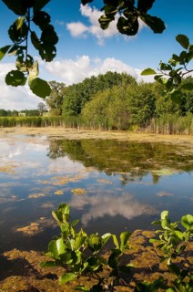 Frießnitzer See-Struth, Germany, Greiz, Seewiesen, Thuringia, high size, portrait format, small
