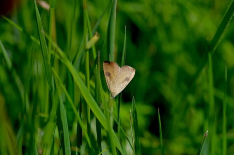 Silk owl (Rivula sericealis), moth, meadow, Germany, The silk owl sits on a blade of grass