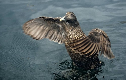 Cuddy's duck, eider, eider duck, somateria mollissima, anatidae, birds, common eider, ducks,