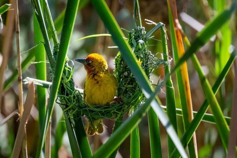 Cape Weaver (Ploceus capensis) building a nest, male building a new nest, Addo Elephant Park, South