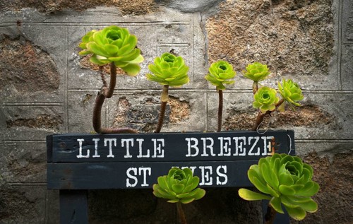 Succulents in a flower pot in front of cottage, LITTLE BREEZE cottage, small breeze, St Ives,