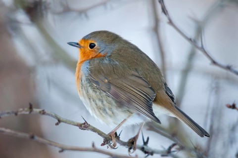Erithacus rubecula, robin, robins, birds, passeri, songbirds, birds