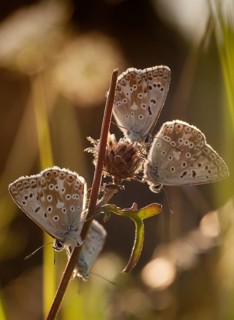 Lysandra coridon, polyommatus coridon, silverblue, silvergreen blue, butterfly, chalkhill blue,