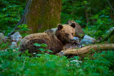 A brown bear lies alertly next to a tree trunk in the forest, European brown bear (Ursus arctos),