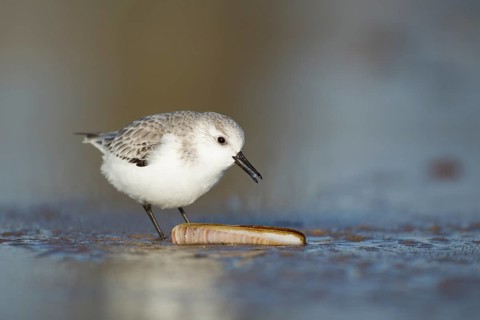Sanderling (Calidris alba) adult wading bird in winter plumage feeding on a razorshell on a beach,
