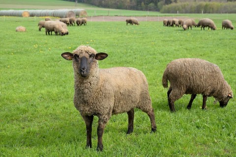 Domestic sheep (Ovis gmelini aries) in a pasture, flock of sheep, North Rhine-Westphalia, Germany