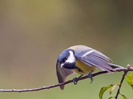 Great Tit (Parus major) perched on a branch with its wings spread, Hesse, Germany