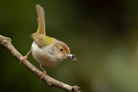 Common Tailorbird (Orthotomus sutorius) perched on a slender branch, Sreepur, Gazipur, bangladesh