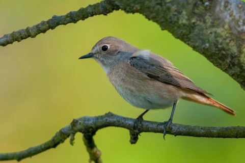 Garden redtail, Phoenicurus phoenicurus, redstart, birds, female, garden birds, passeri, songbirds,
