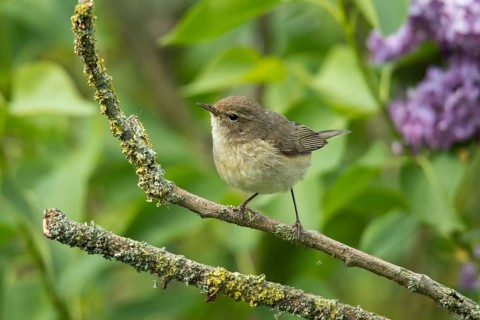 Chiffchaff, phylloscopus collybita, zilpzalp, birds, passeri, songbirds, birds