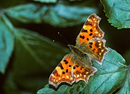 C-butterfly, comma butterfly, nymphalis c-album, polygonia c-album, butterfly, insects, butterfly,