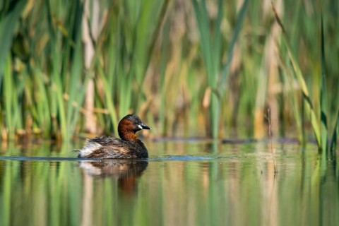 Brandenburg, Germany, Littele Grebe, Nabu project, national natural heritage, Grünhaus natural