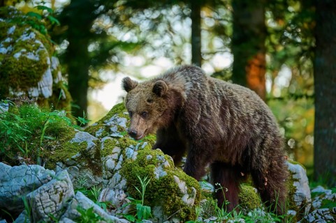 A bear moves amongst moss-covered rocks in a forest, European brown bear (Ursus arctos), Slovenia