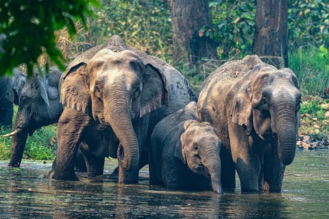 Herd of elephants at waterhole, Asian elephant, Elephas maximus, Bardia National Park, jungle,