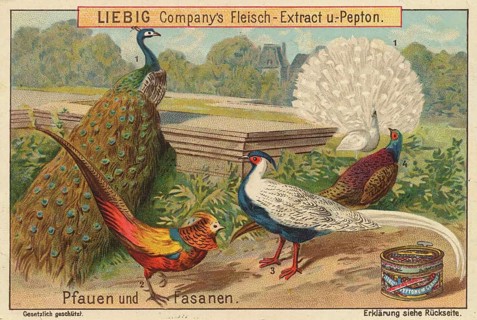 Picture series Birds, Peacocks and Pheasants, Liebigbild, digitally restored reproduction of a