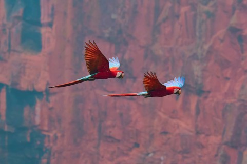 Two colourful parrots fly freely in front of a red rock face. Their vibrant plumage stands out