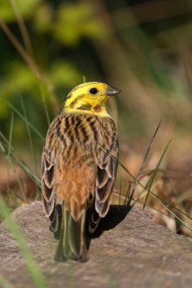 Emberiza citrinella, goldammer, yellowhammer, birds, high size, portrait format, male, passeri,