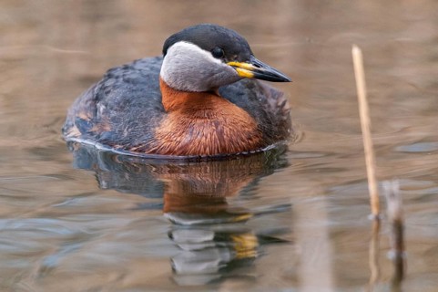 Podiceps grisegena, red-necked grebe, red-necked grebe, birds, grebe, podicipedidae, divers, birds,