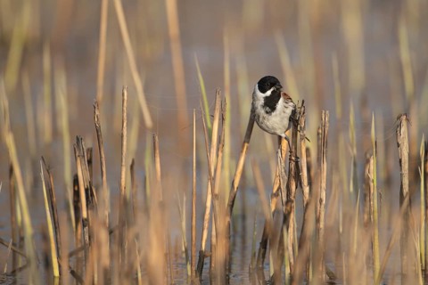 Reed bunting (Emberiza schoeniclus) adult bird in a reedbed, England, United Kingdom