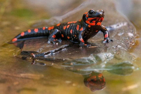 Fire salamander, salamandra salamandra, amphibians, amphibians, caudata, amphibians, amphibians,