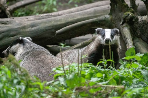 Badgers, carnivora, badgers, European badgers, meles meles, predators, mammals, raptors, mammals
