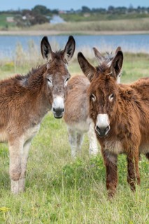 Donkey, Equus asinus, donkey, even-toed ungulate, granelli, house donkey, Italy, Pantano Cuba