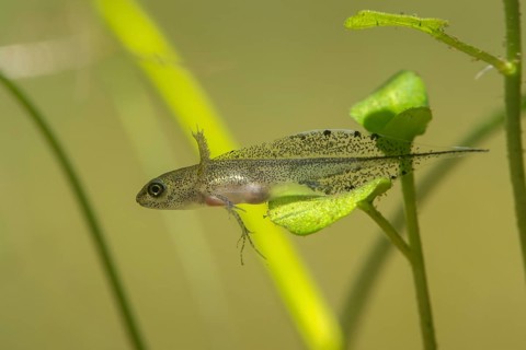Great Crested Newt, Crested Newt, Northern Crested Newt, Triturus Cristatus, Amphibians,