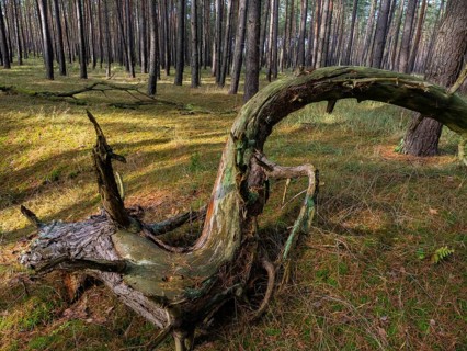 Deadwood in pine forest, Nossentiner Schwinzer Heide nature park Park, Mecklenburg-Western
