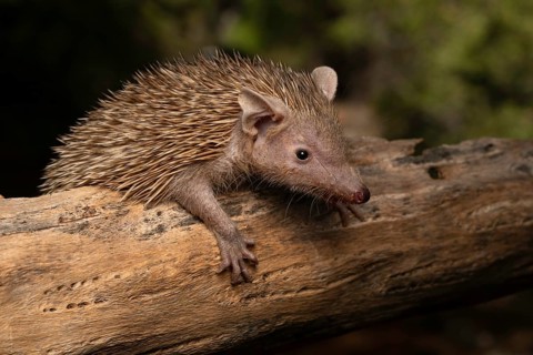Hedgehog anrek (Echinops talfairi) in the thorn forests of south-west Madagascar