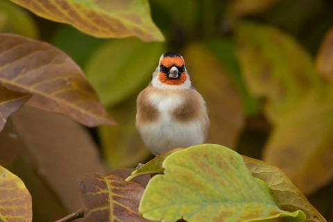European goldfinch (Carduelis carduelis) adult bird amongst autumn colour leaves of a garden