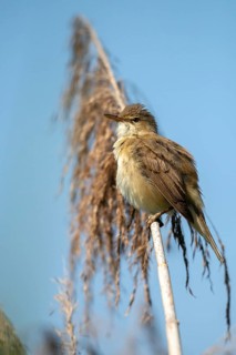 Acrocephalus scirpaceus, reed warbler, birds, high size, portrait format, passeri, songbirds,