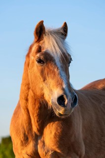 Horse, Haflinger, gelding, portrait, evening, blue sky