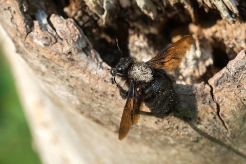 Apidae, bees, blue wood bee, large wood bee, hymenoptera, violet-winged wood bee, xylocopa