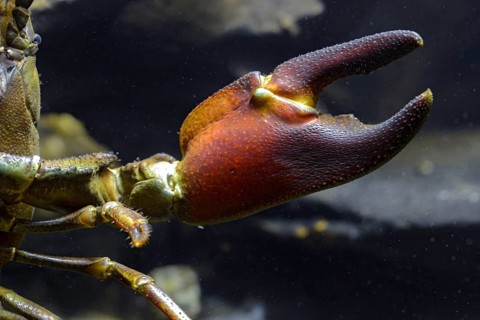 American crayfish, astacoid, astacus leniusculus, crayfish, Californian crayfish, pacifastacus