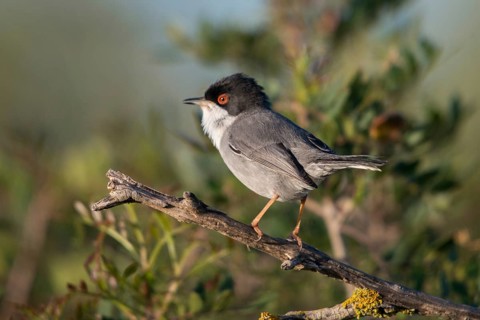 Granelli, Italy, Pantani Cuba and Longarini, velvet warbler, Sardinian warbler, Sylvia