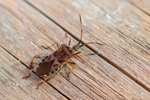 American pine bug, American cone bug, heteroptera, Leptoglossus occidentalis, neobiota, insects,