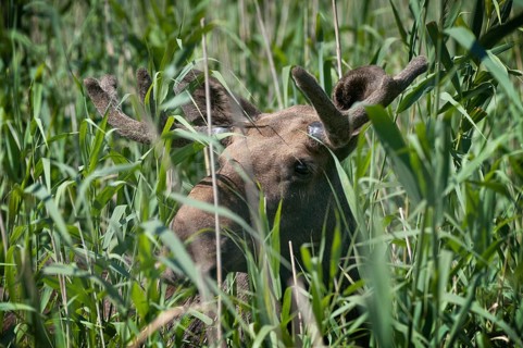 Alces alces, artiodactyla, elk, even-toed ungulates, mosses, cloven-hoofed animals, mammals