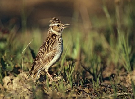 Woodlark, Lullula Arborea, Woodlark, Birds, Song, Larks, Passeri, Singing, Songbirds, Birds